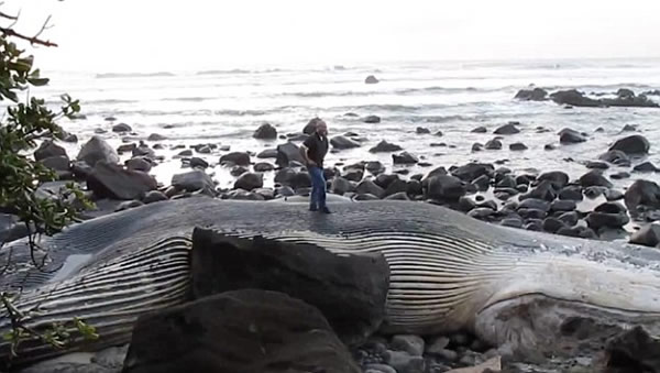 ������������������һͷ�ش�100�ֵ�����ʬ��