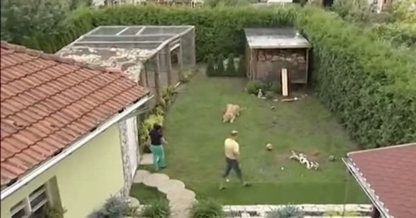 欧洲一家招待所主人饲养的母狮突然跳起将客人扑倒