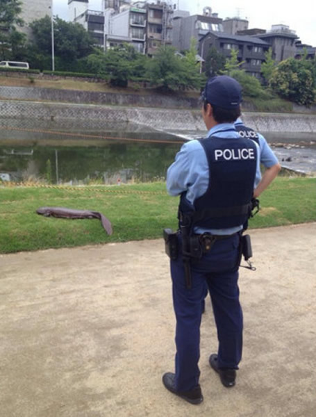 日本京都鸭川惊见巨型大山椒鱼(娃娃鱼)