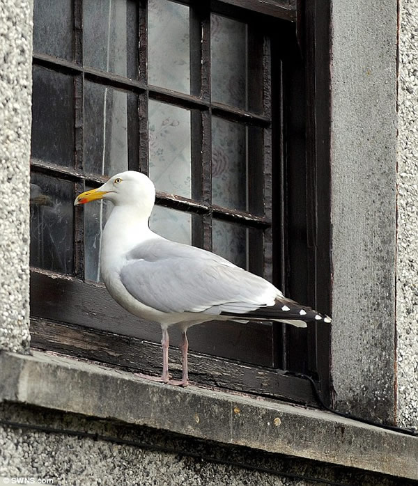 英国一个渔村遭到当地海鸥的侵扰