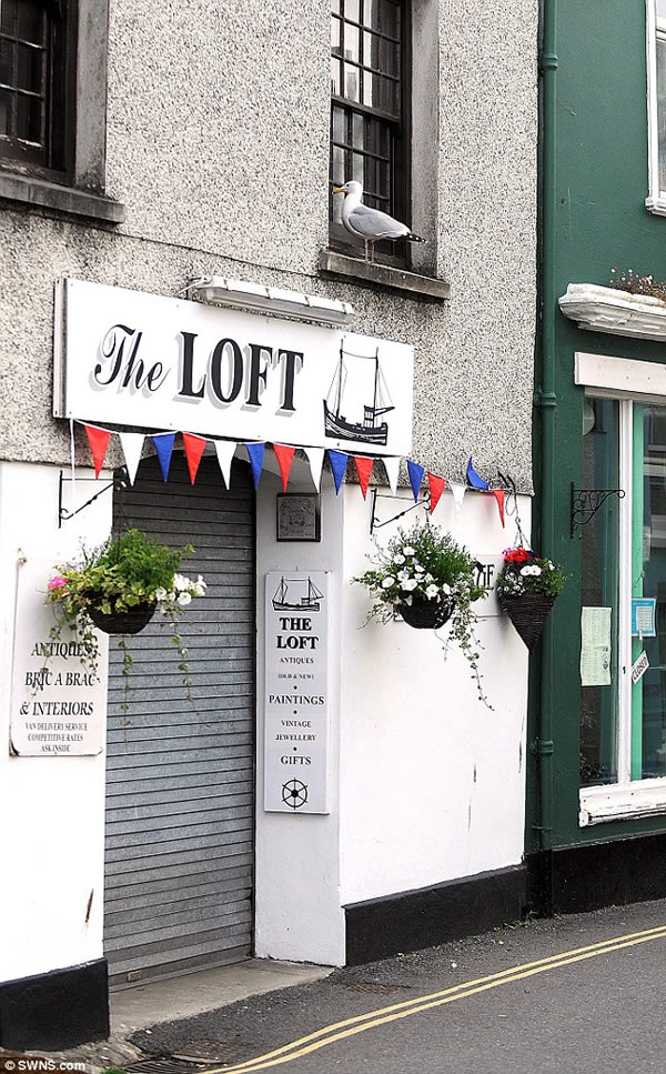 英国一个渔村遭到当地海鸥的侵扰