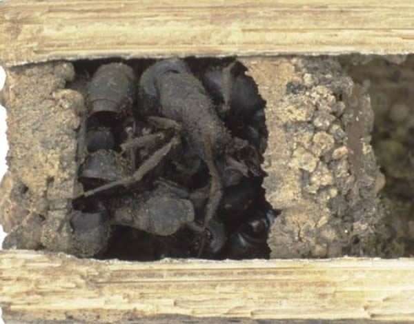 骨头屋黄蜂巢穴最外面的门口巢室填满死蚁