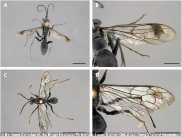 科学家在中国亚热带森林中开展一项森林多样性研究时发现这种黄蜂。它们是黑色,但翅膀上有褐色斑点。照片显示,雌黄蜂最长可到一英寸的十分之六。