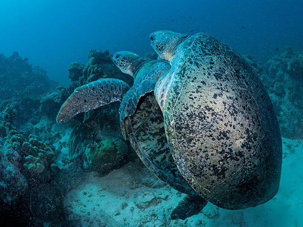 ŷPʱụײҧϣǿܳСʱĽ䣨£ʱ֫βʸĸıϡPӽʢУɶ֧