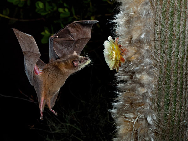 ��������Ч���ı�����ǿ����仨�Ļ��������Ż�Ұ������ʧ��ֲ����������������������ļ�ֵ�͸����ˣ���Щ����ÿ�������˻��۷�Խ50��� Photograph by