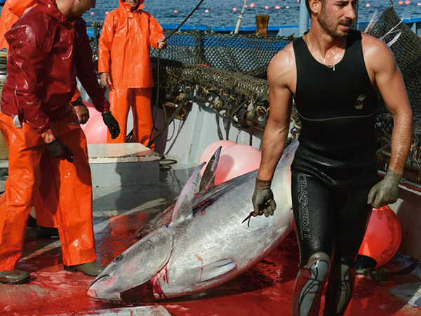 西班牙渔民延续着三千多年来的传统,处理在大西洋网到的黑鲔鱼。他们只留下最大的鱼,将其余的放回海中。 Photograph by Brian Skerry