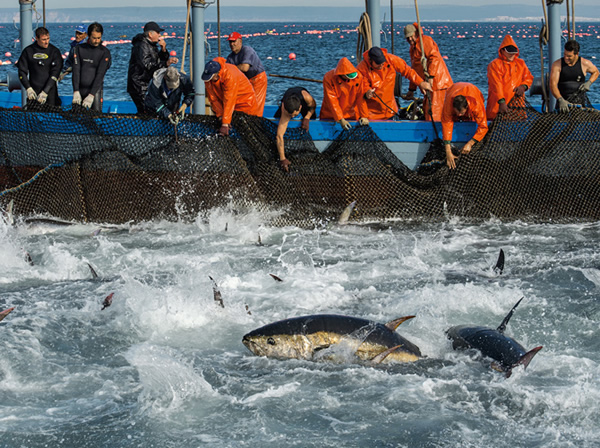 西班牙渔民将他们在大西洋错综复杂的箱网里捕获的鲔鱼拉上岸。随着黑鲔鱼的数量减少,这种名叫「陷阱」(almadraba)的古老技术也逐渐失传。在圣劳伦斯湾,也就是