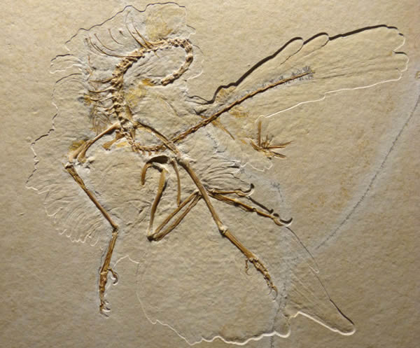 �µ�ʼ����Archaeopteryx������