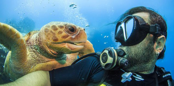 在巴哈马群岛海中潜水偶遇濒危物种赤蠵龟
