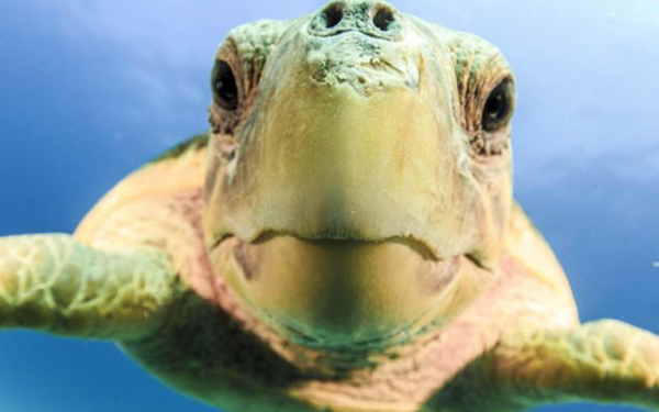 在巴哈马群岛海中潜水偶遇濒危物种赤蠵龟