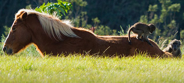 这只狒狒甚至还招呼另外一只狒狒爬上来和它一起享受这次马背上的旅行。
