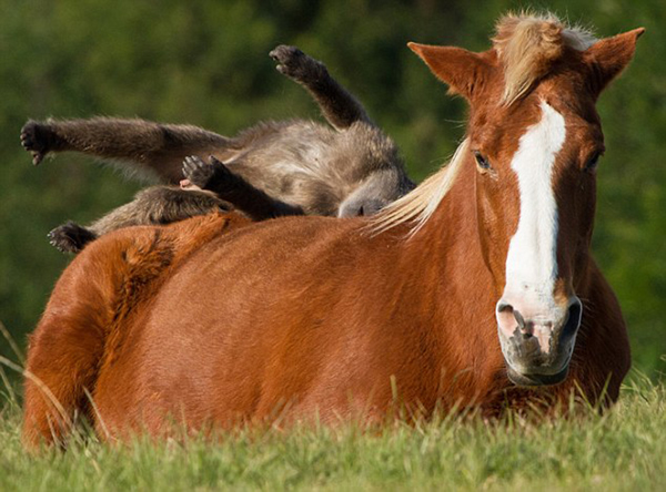 这只狒狒在马背上滚来滚去挠痒痒。