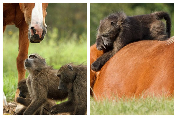 这些狒狒看上去想和杰里科交朋友。