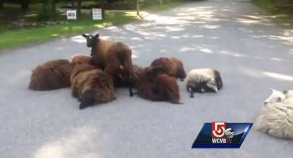 美国马萨诸塞州一群羊受到土狼袭击逃出羊圈堵塞交通