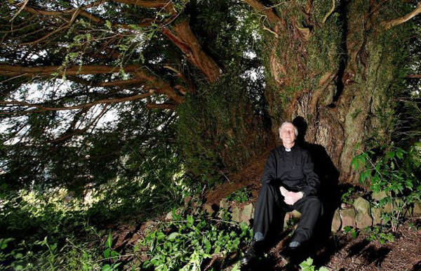 英国墓地发现最老紫衫 树龄至少5000岁