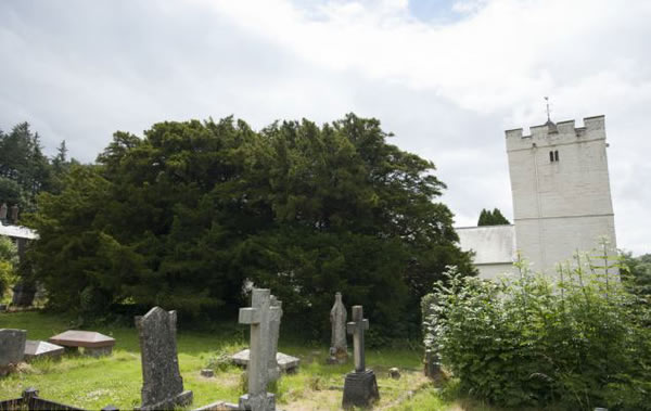 英国墓地发现最老紫衫 树龄至少5000岁