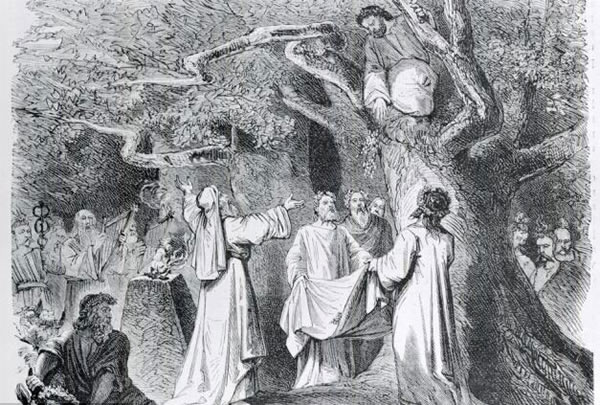 英国墓地发现最老紫衫 树龄至少5000岁