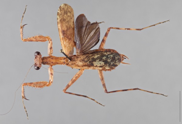 ΣĸLiturgusa zoaeʷɭѧݲءȻʷݡӰGavin Swenson, Cleveland