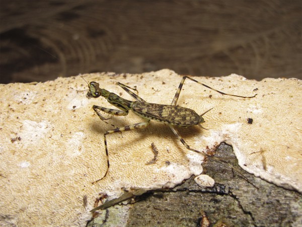 ³ѷذֵĸLiturgusa krattorumӰGavin Svenson, Cleveland Museum of Natural