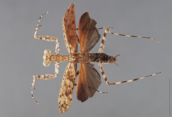 ³ֵĹLiturgusa tessaeӰGavin Svenson, Cleveland Museum of Natural History