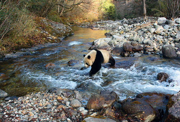 һֻҰ������è������ʡ��������Ҽ���Ȼ������������ˮ��������ѧ������͸��Ұ���Ź��˹���ֳ�Ĵ���è��׳��Ұ����С��Ⱥ����͸������Ȼ�ܵ��������Ⱥ�ı�������������ȷ