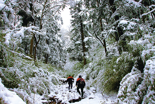 �Ĵ������ʹ��Ҽ���Ȼ�������ڣ��о���Ա�ڳ����ı���ѩ���н��д���è���顣���й���ÿ�괺���������ÿһ������è���������м�⣬������Ա��ɽ���д���è�ĺۼ����飬��