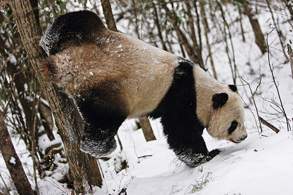 ÿ��3�»�ѩ��ʼ�ڻ��������ȷ�֮ʱ��������è�ķ�ֳ��������������Ҽ���Ȼ�������ڣ�һֻ��ż�ڵ�Ұ������è�����������Լ�����ζ��ǣ�����������������Ӱ���򶨸�