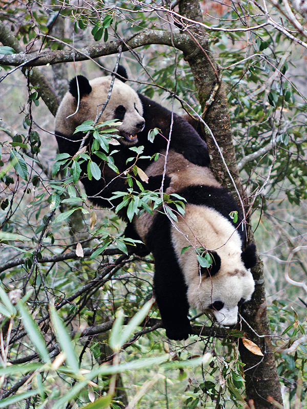 ��èϰ�ڶ���������������è�ڶ��ݵķ�ֳ����ɽ�����ص�������������е����л������������һ����Ӱ���򶨸�