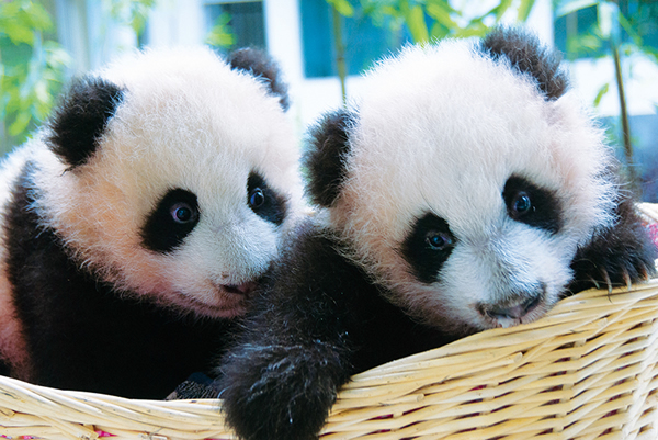 ˫��̥��ƽƽ��������������2008���봨������ȫ������ĵ�һ�Դ���è������˫��̥�ܹ�ͬʱ����ӳ�˽�������ѧ����Ȧ������è�����о��ϵĽ�������Ӱ����С��