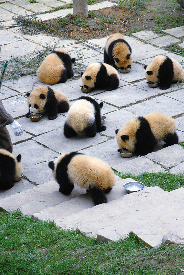 ���������ҵ���è�����ڡ��й���������è�о����ġ�Ⱥ������ιʳ�����ң�����Ӱ����С��