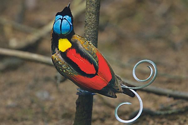 雷曼与史寇斯跟随他的脚步,造访了51个地点。他们在印尼的卫吉岛发现了宛若宝石般灿烂耀眼的威氏丽色风鸟。 Photograph by Tim Laman