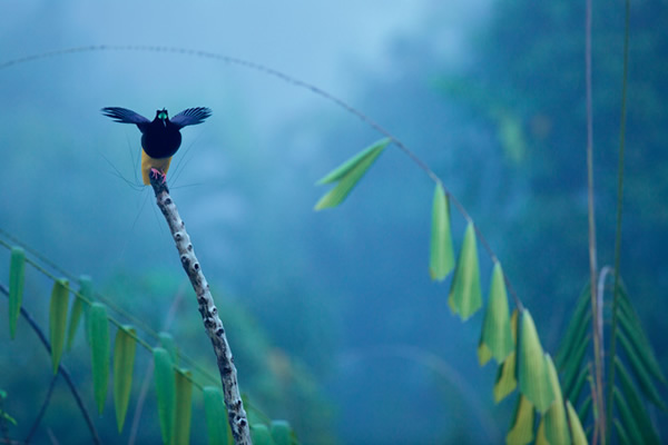 一只十二线风鸟在新几内亚的一处沼泽发出求偶的鸣叫声。交配前,雄鸟会用下半身的12支硬羽轴轻拂雌鸟的脸部。科学家并不知道原因──或许会让雌鸟有酥痒的感觉吧。 Ph