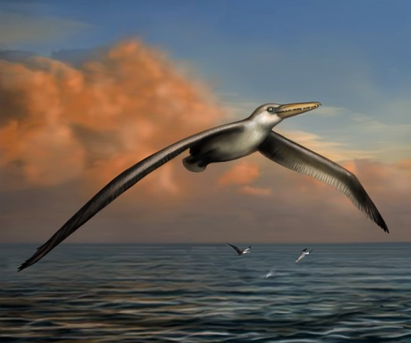 Pelagornis sandersiĸԭͼ