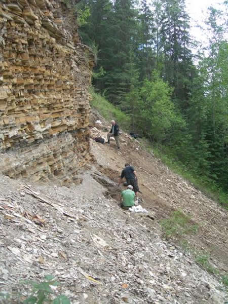 这幅图片描绘了在不列颠哥伦比亚省漂流木峡谷省立公园里的“北脸”化石遗址中的那些含有化石的沉积物,在那里发现了灭绝的刺猬化石。