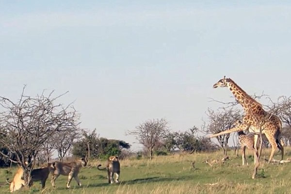 �����ǳ���¹����Ϊ���ӷ�������ʨȺ