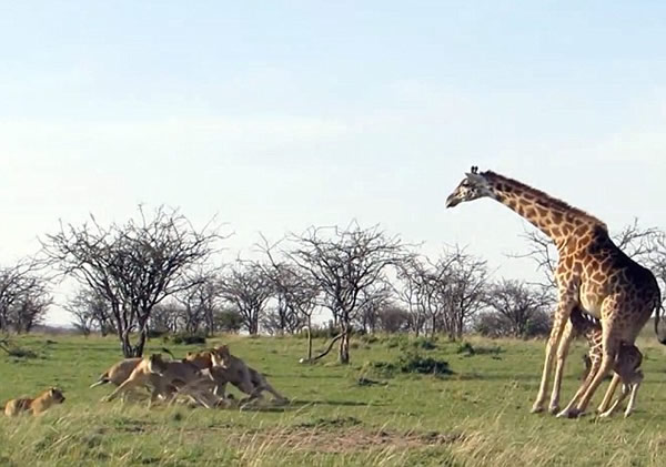 �����ǳ���¹����Ϊ���ӷ�������ʨȺ