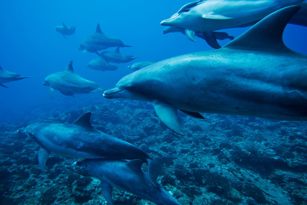 日本太地町真正的悲剧:持续发生的捕捉与屠杀海豚行为