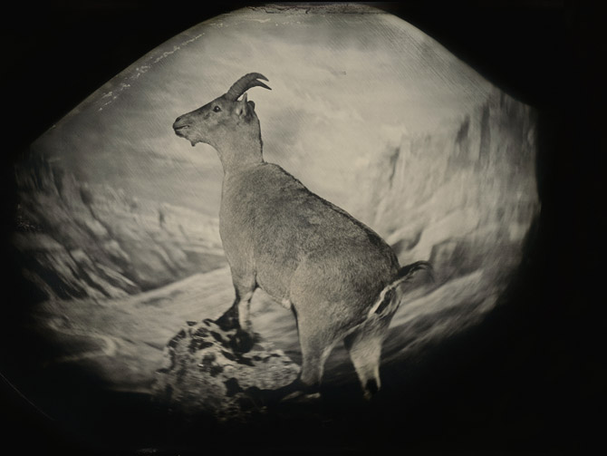 ����ţ˹Ұɽ��