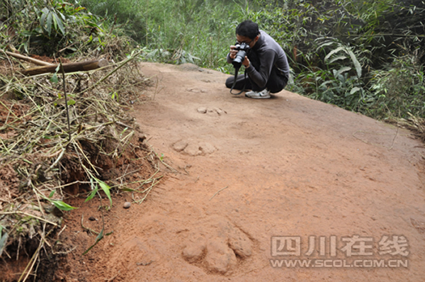 四川省叙永县大石乡新阳村发现禽龙足迹化石