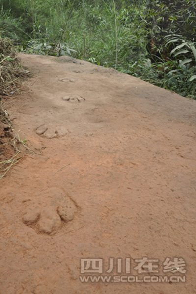 四川省叙永县大石乡新阳村发现禽龙足迹化石