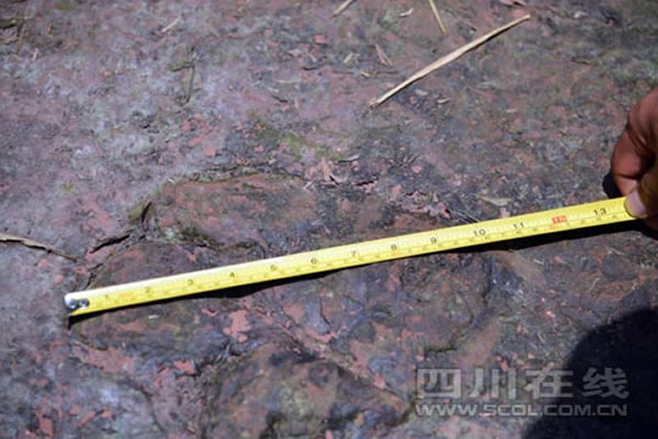 四川省叙永县大石乡新阳村发现禽龙足迹化石