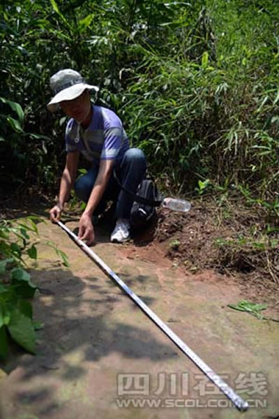 四川省叙永县大石乡新阳村发现禽龙足迹化石
