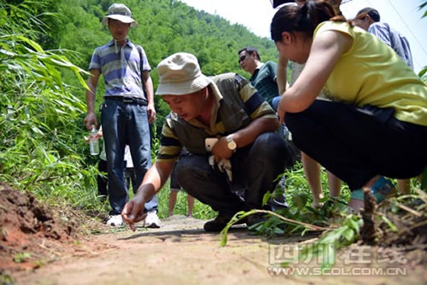 四川省叙永县大石乡新阳村发现禽龙足迹化石