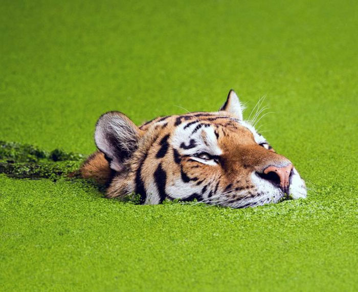 ����籾��������԰��ͷ�ϻ��ǳ�ϲ����Ӿ