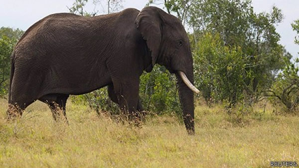 濒危物种国际保护组织吁各国共同努力 防非洲大象灭绝