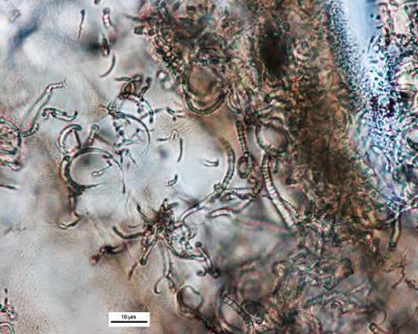 ����ͼƬ��ʾ���Ե¹���˹ײ���ṹ��1500������ʷ��ײ��������Ĺ�״������