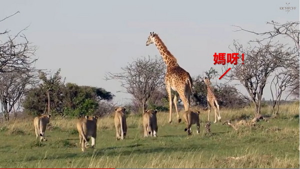 非洲长颈鹿妈妈为护子猛踹长腿吓跑狮群