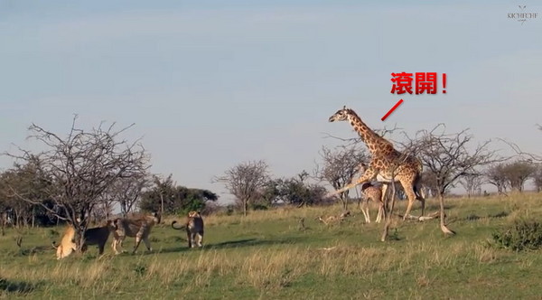 非洲长颈鹿妈妈为护子猛踹长腿吓跑狮群
