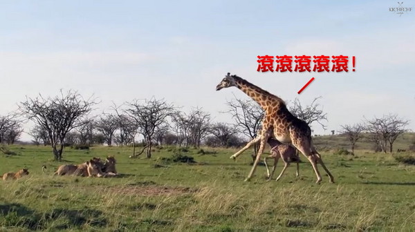 非洲长颈鹿妈妈为护子猛踹长腿吓跑狮群