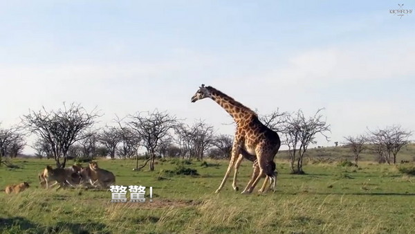 非洲长颈鹿妈妈为护子猛踹长腿吓跑狮群